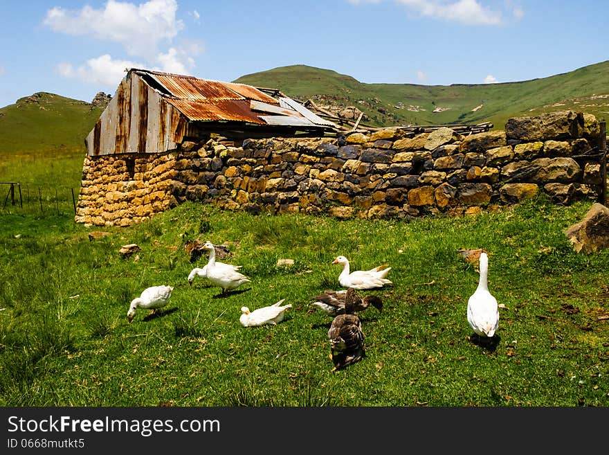 An old barn with ducks on a farm in the sterkfontein area of South Africa. An old barn with ducks on a farm in the sterkfontein area of South Africa.