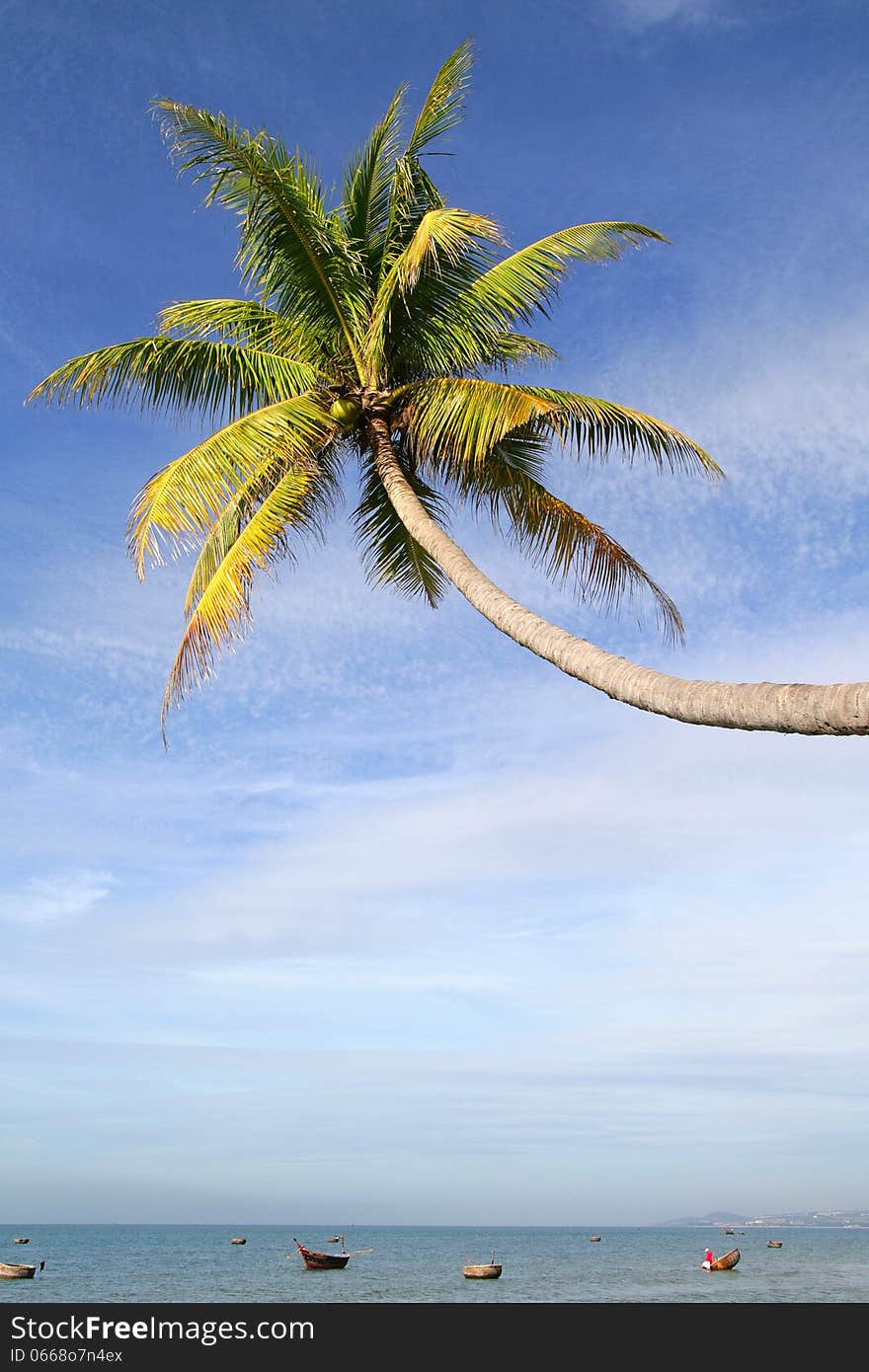 Lone palm tree over water and boats