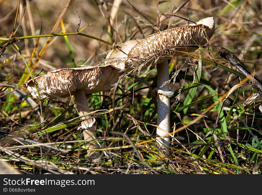 The picture is taken in the autumn, fresh mushrooms.