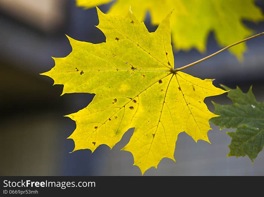 Yellow maple leaf in autumn