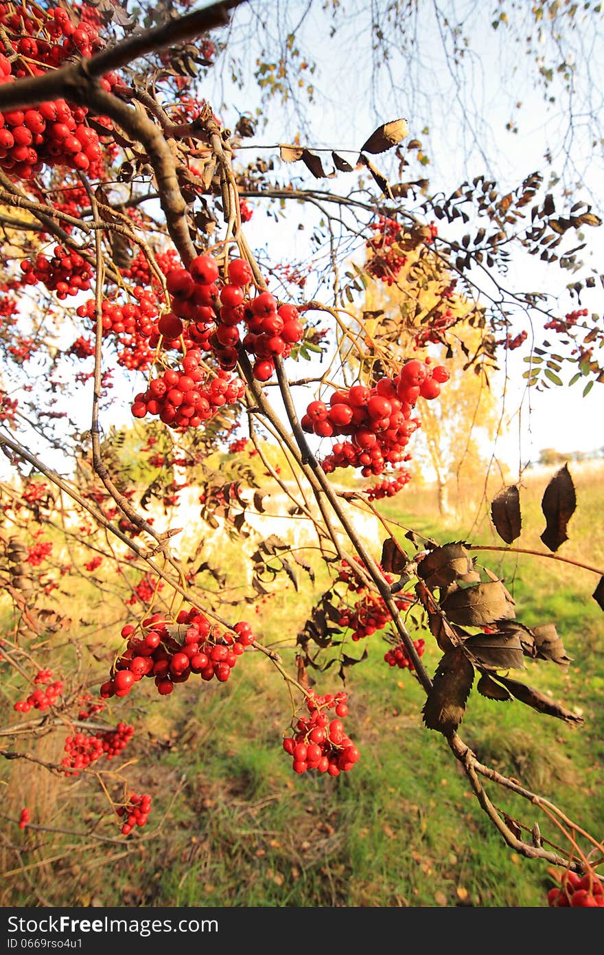 Rowan berries branches