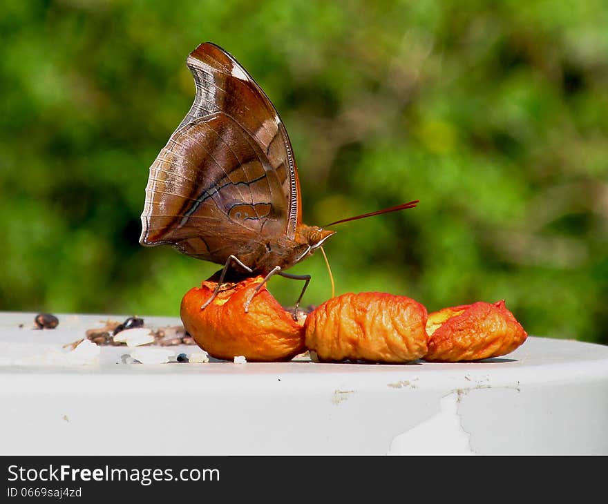 Butterfly eating a guava