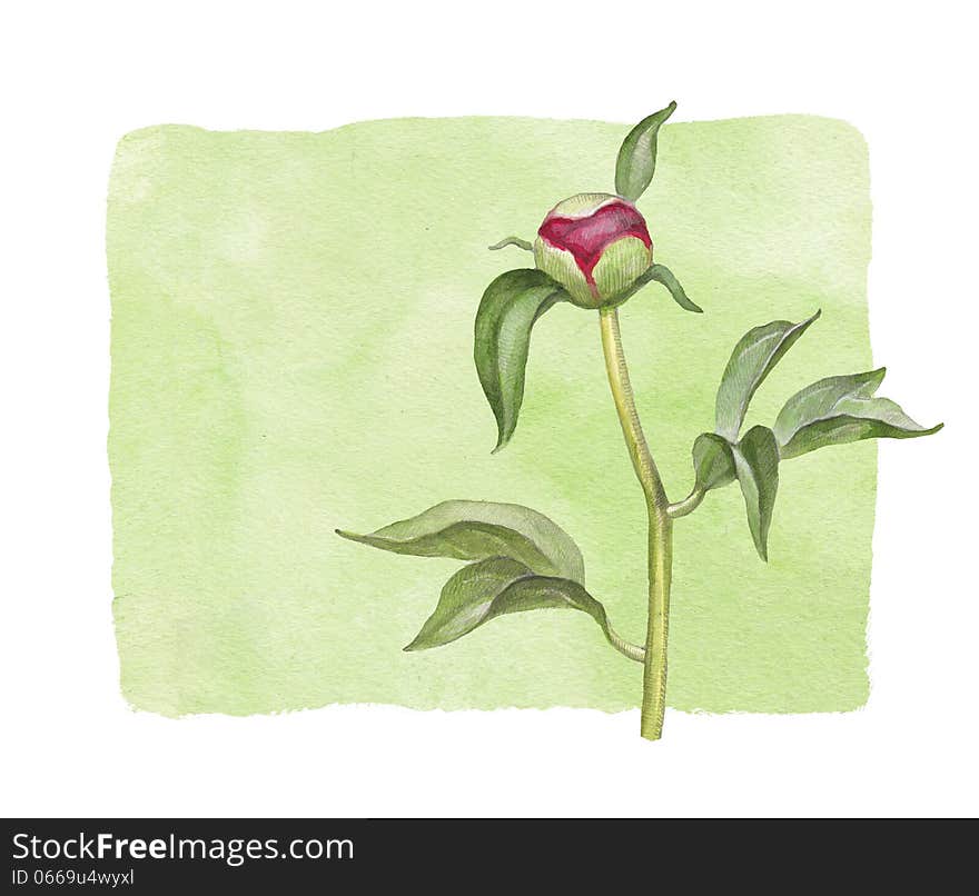 Watercolor peony flower. Perfect for greeting card