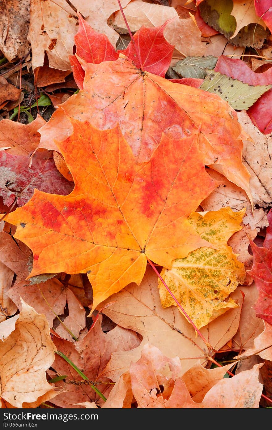 Autumn in the forest