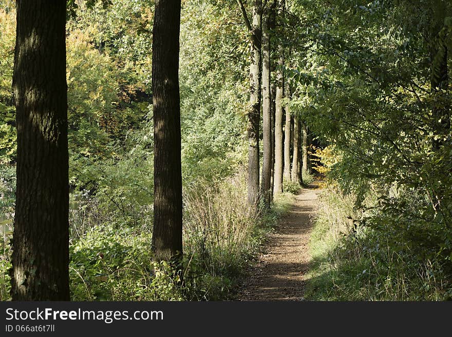 Path in the forest in autumn. Path in the forest in autumn