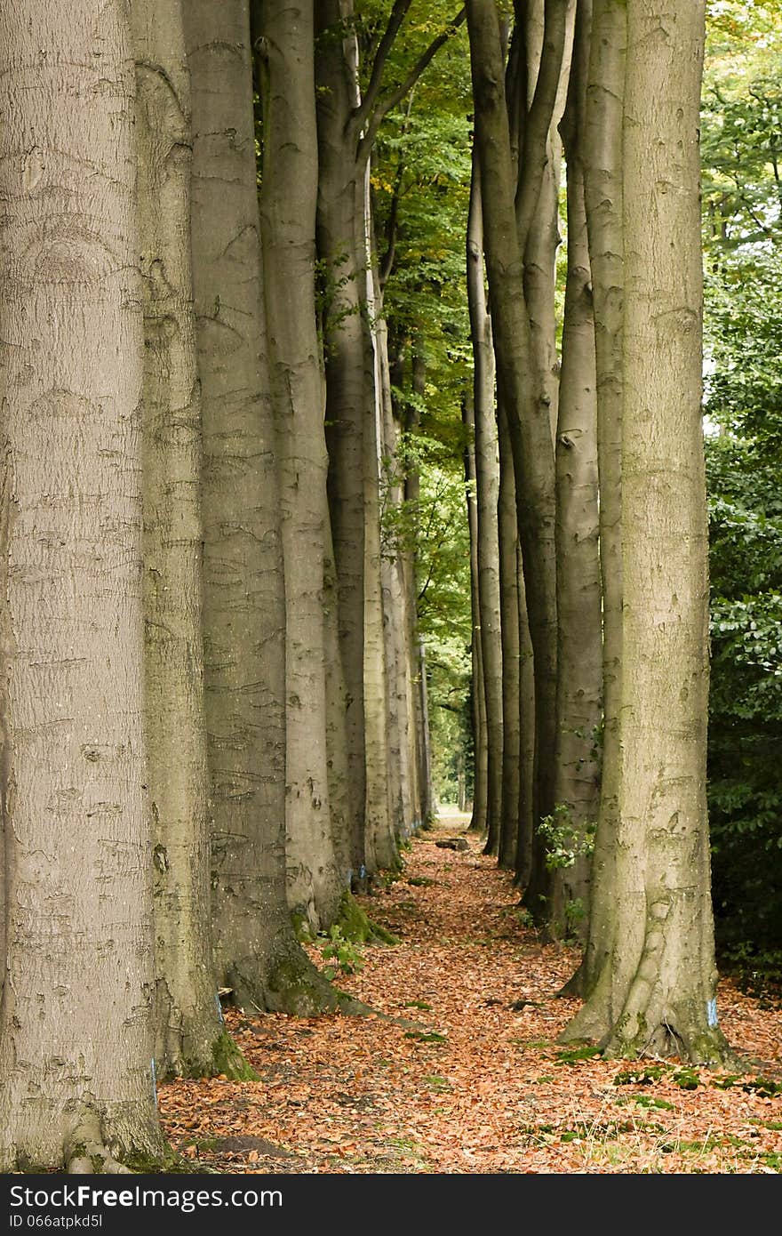 Path in the forest in autumn. Path in the forest in autumn