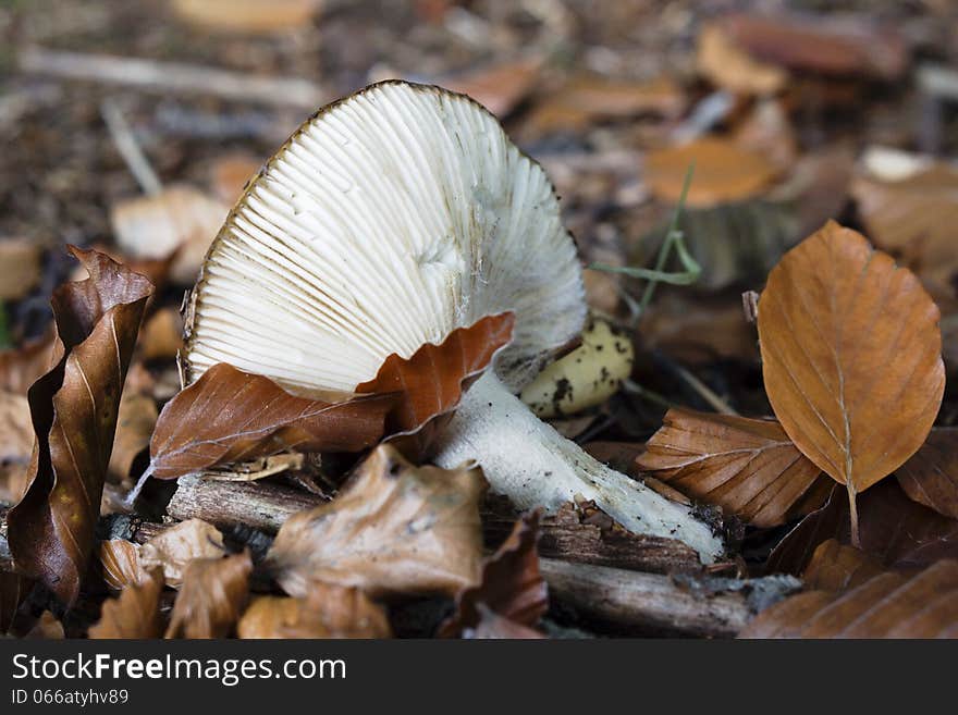 Broken mushroom