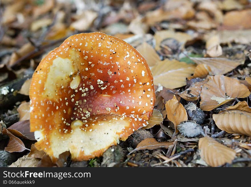 Fly agaric mushroom