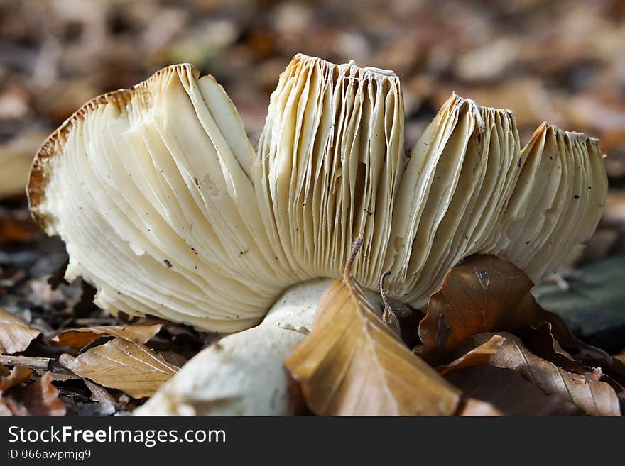 Broken Mushroom