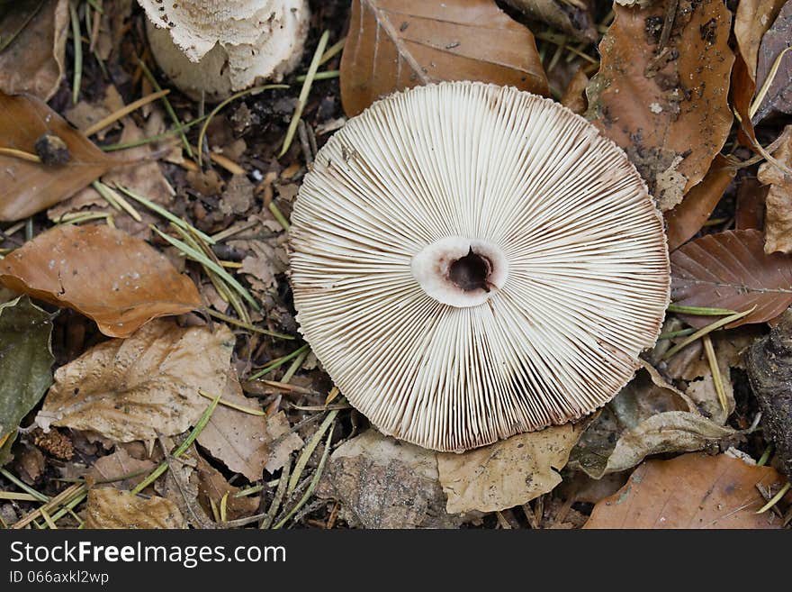 Broken Mushroom