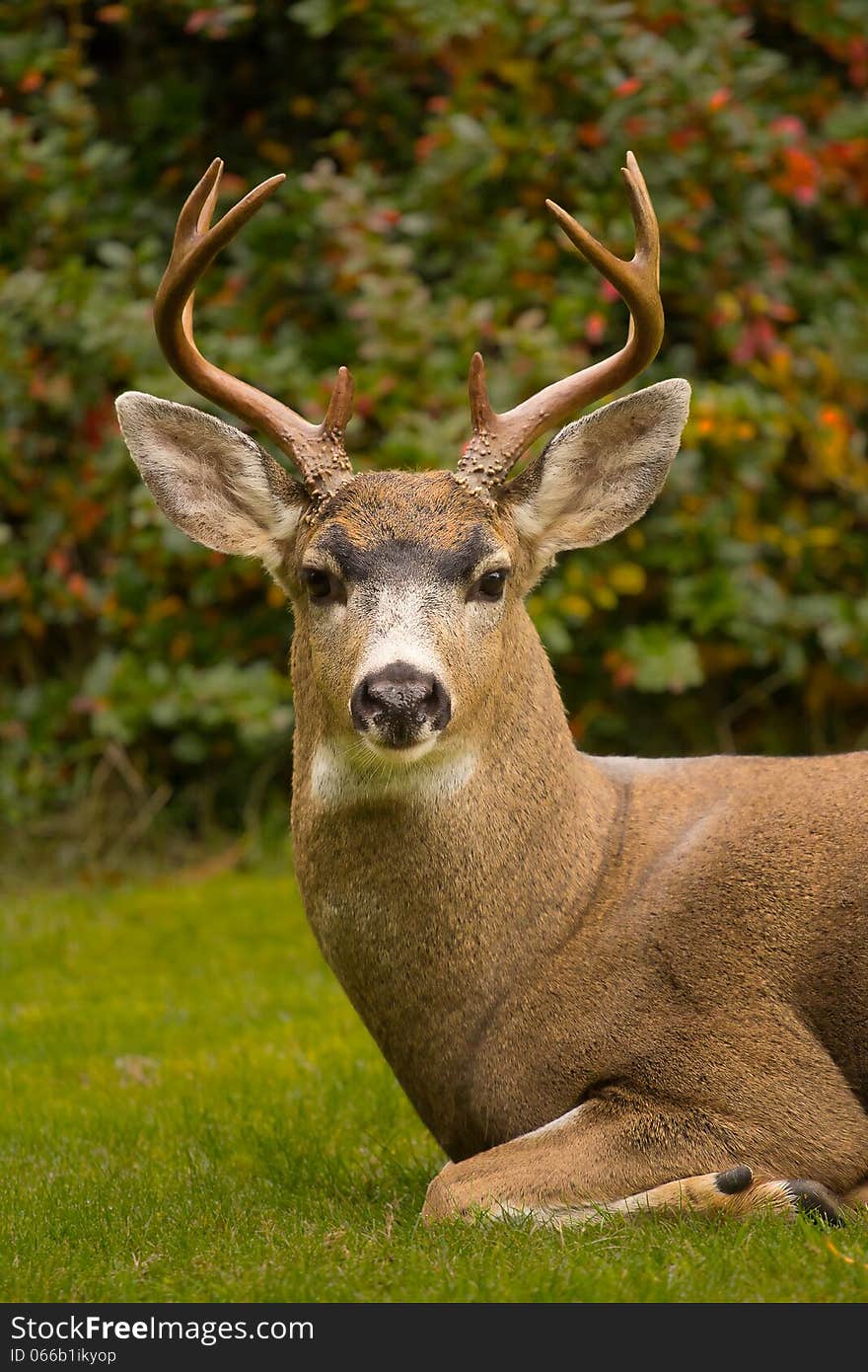 A five-point buck stag Black-tailed Deer on green meadow facing the camera with a background of green shrubs. A five-point buck stag Black-tailed Deer on green meadow facing the camera with a background of green shrubs.