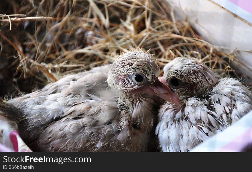 A pair of one week old ringneck chick on nest. A pair of one week old ringneck chick on nest.