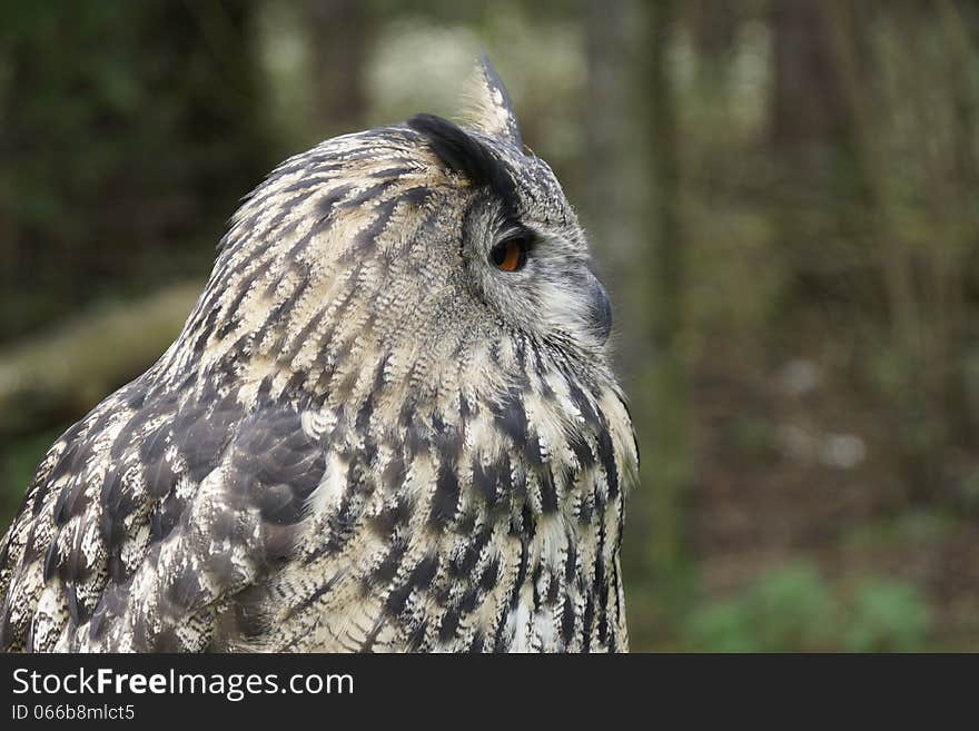 Portrait of an owl