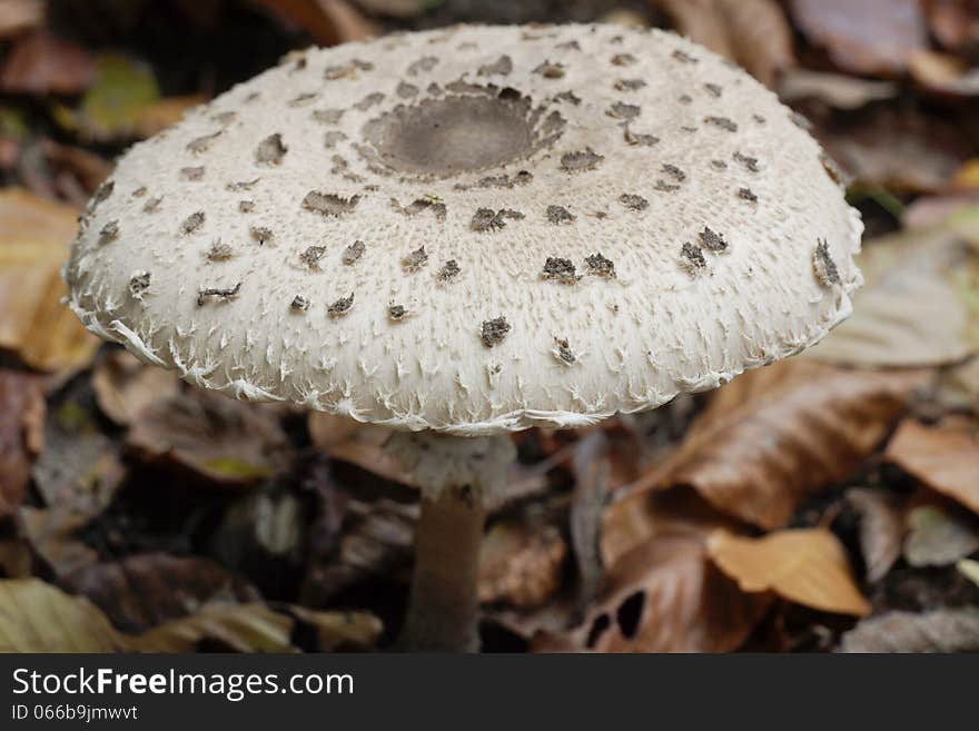 White mushroom on a bed of autumn leaves