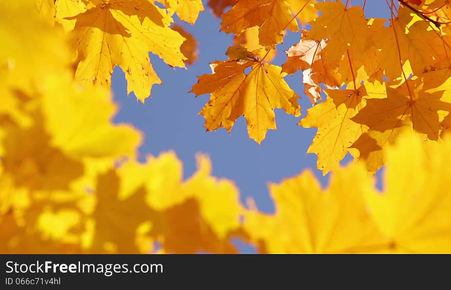 Autumn. Bright blue sky. Yellow maple leaves. Autumn. Bright blue sky. Yellow maple leaves