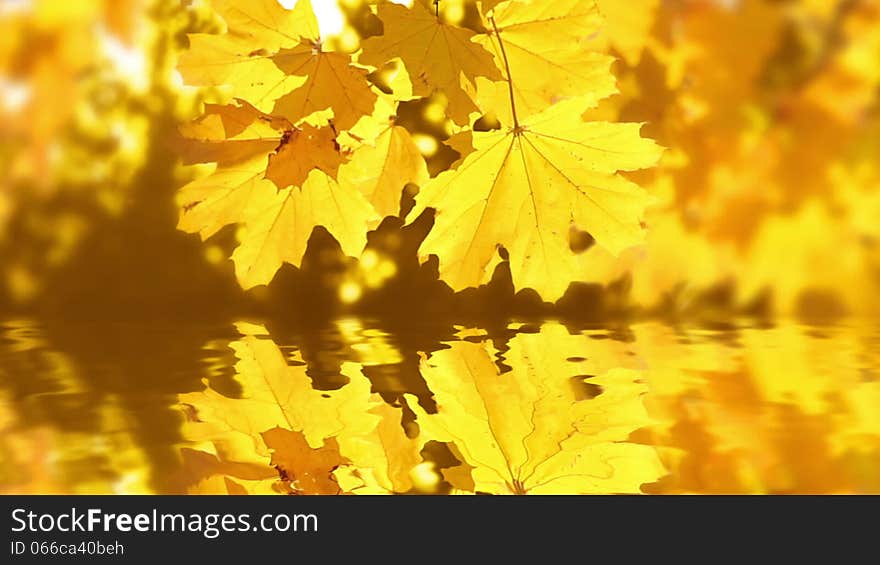 Autumn. Sunny day. Maple leaves reflected in the water. Autumn. Sunny day. Maple leaves reflected in the water.