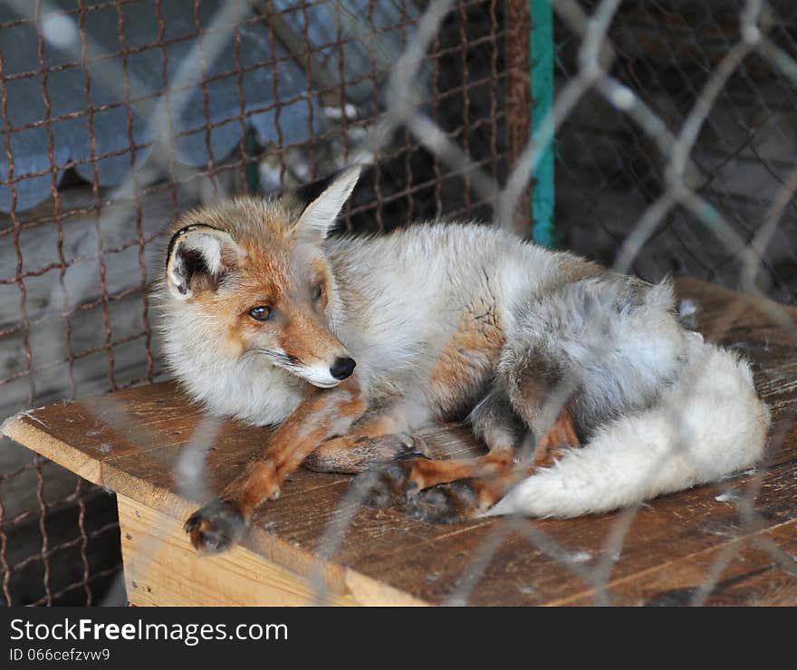 Lying grey fox in cage in zoo. Lying grey fox in cage in zoo