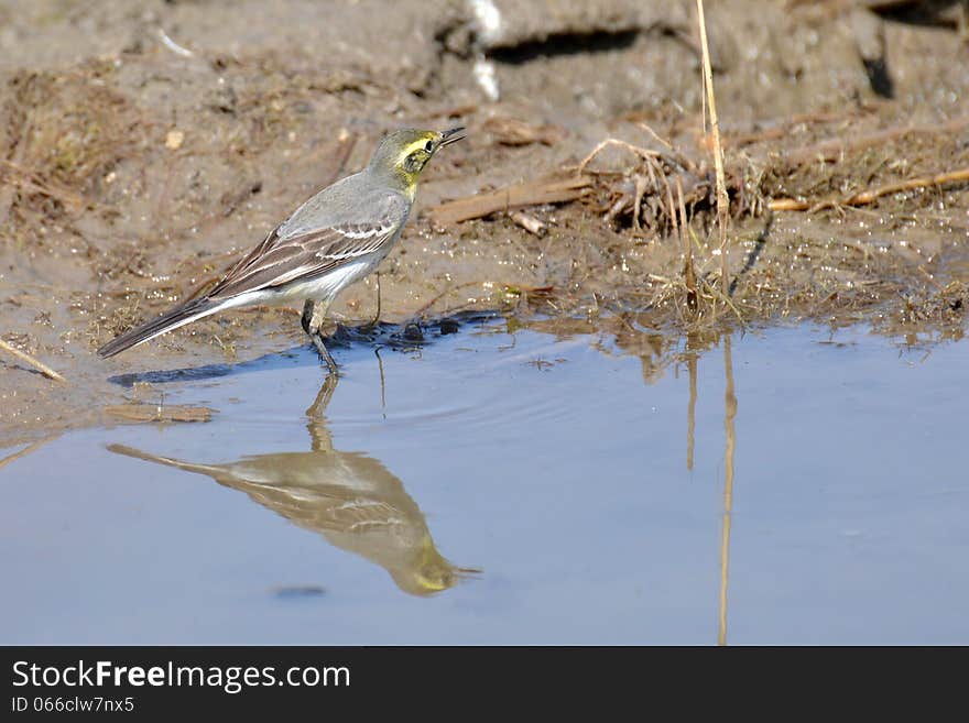 Citrine Wagtail