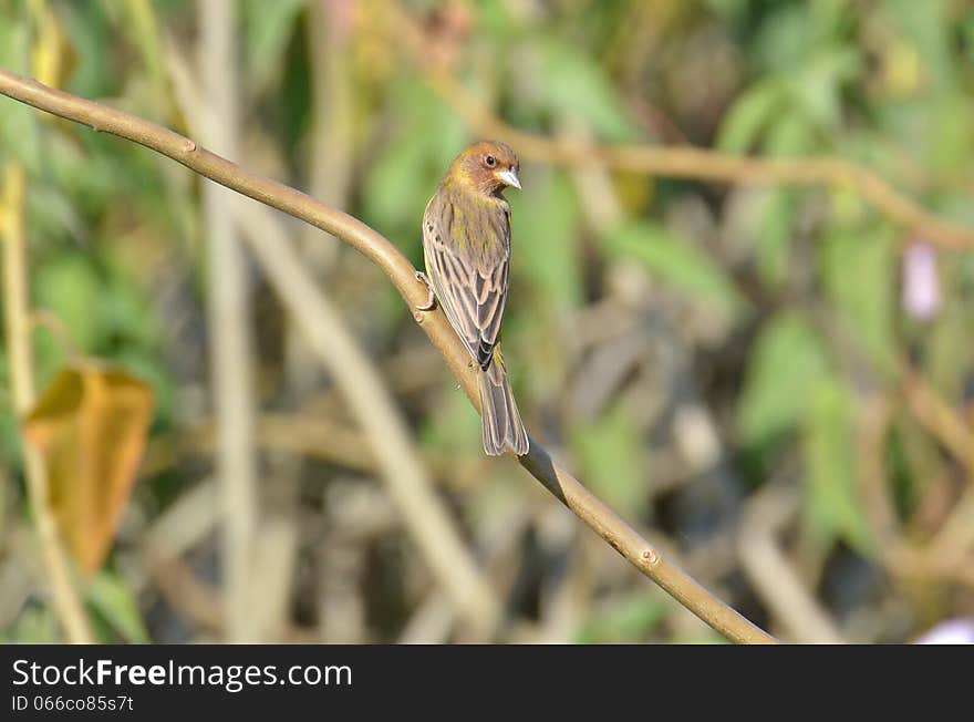 Red-headed Buntings (Emberiza bruniceps) are winter visitors in Central India including Indore, Madhya Pradesh. They can be seen around Agricultural Fields and Farms. Specially Wheat and Cereal Crops.