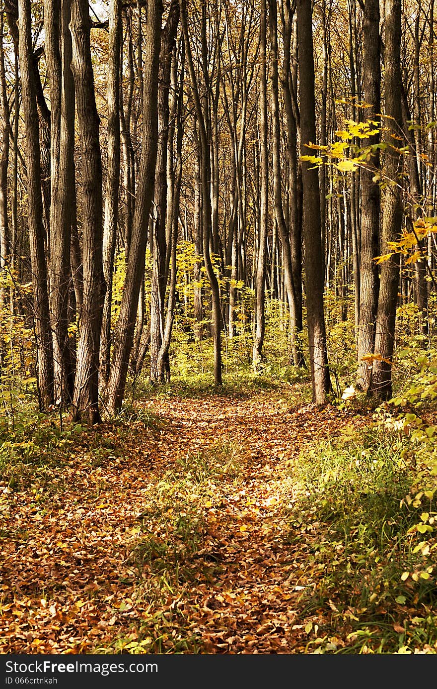 Road into autumn forest