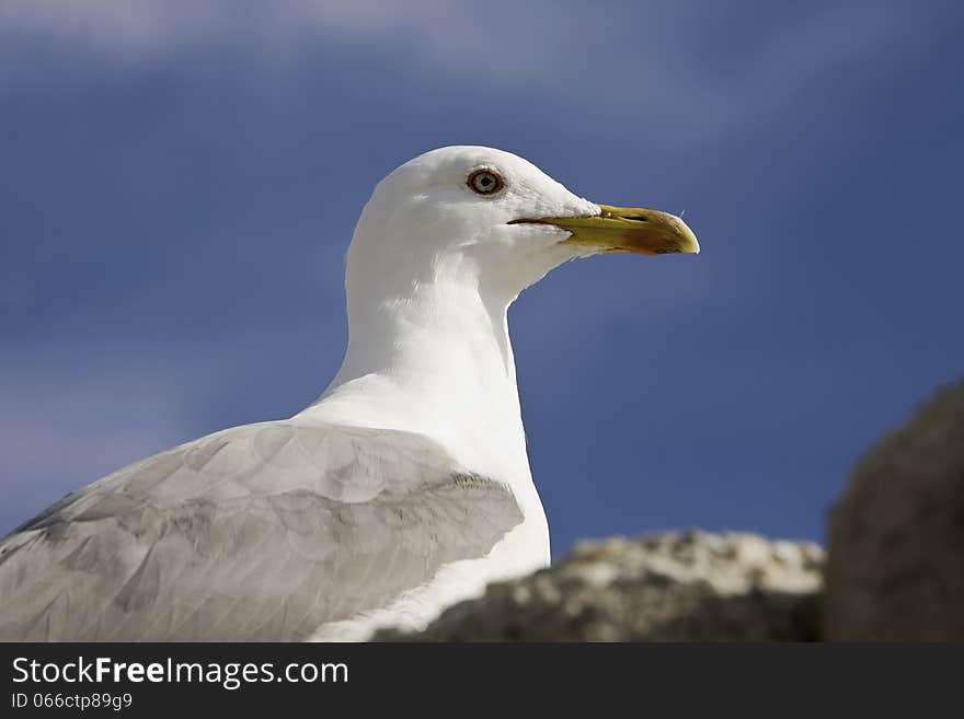 Yellow legged Gull, Larus michahellis, Estepona, Spain