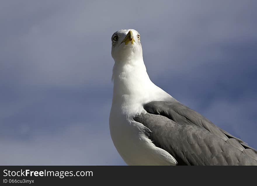 Yellow legged Gull, Larus michahellis, Estepona, Spain