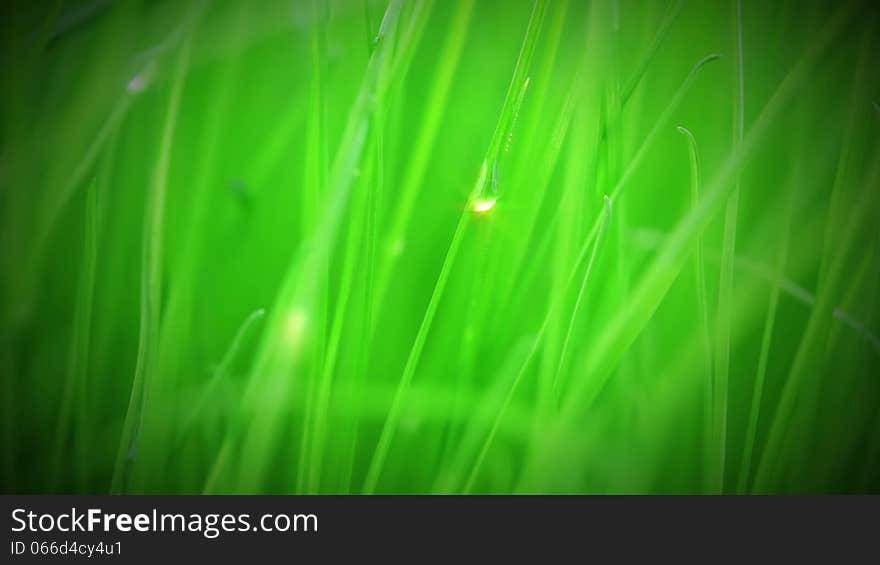 Fresh grass close up. Drops of water are creeping on stems and shining in the sun. Fresh grass close up. Drops of water are creeping on stems and shining in the sun