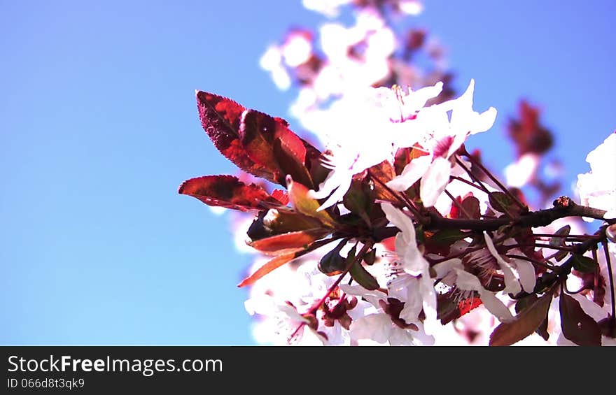 Cherry blossom