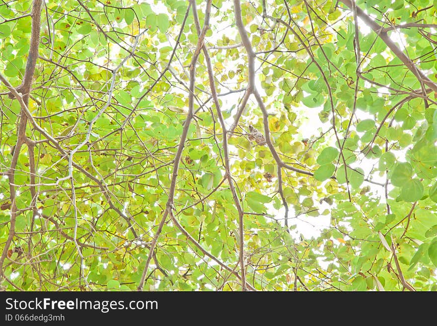 Green leaves blurred, Green backgrounds