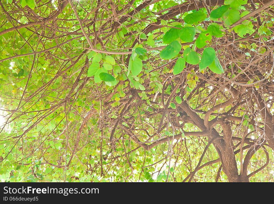 Green leaves