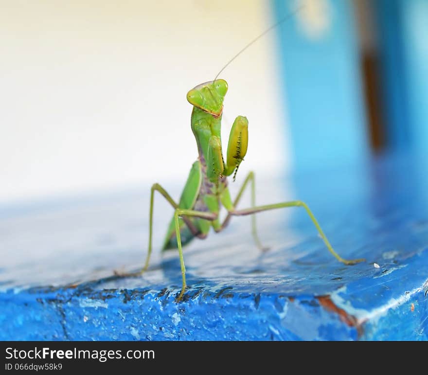 Funny Mantis