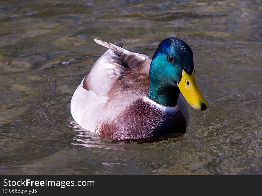 Duck swimming in wavy water. Duck swimming in wavy water