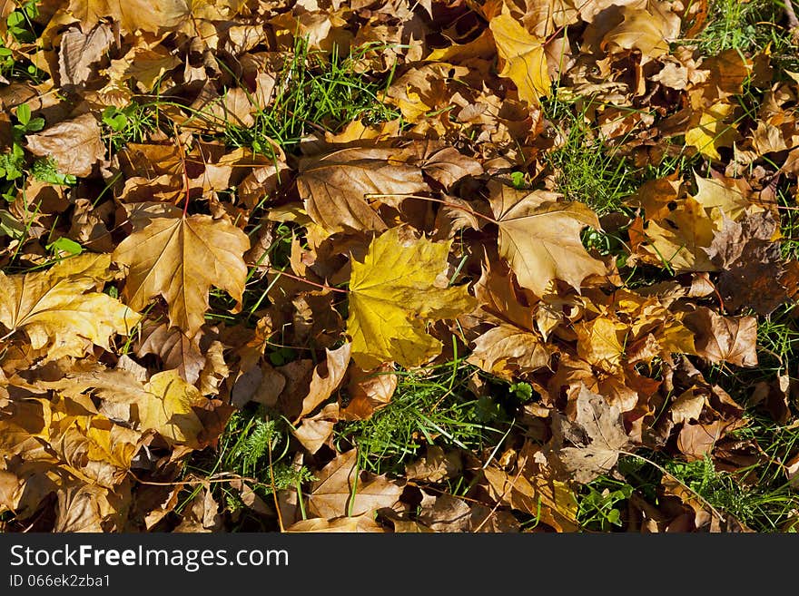 Fall lives on the green grass