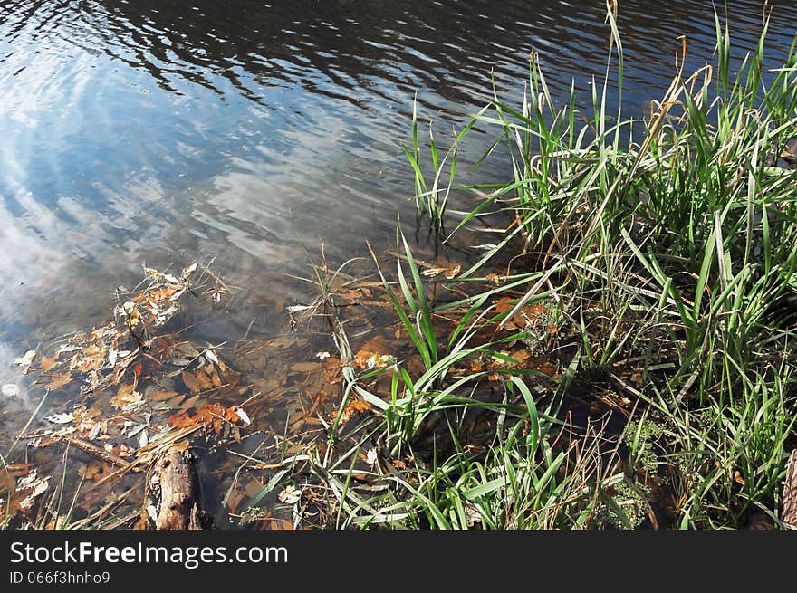 Forest pond.