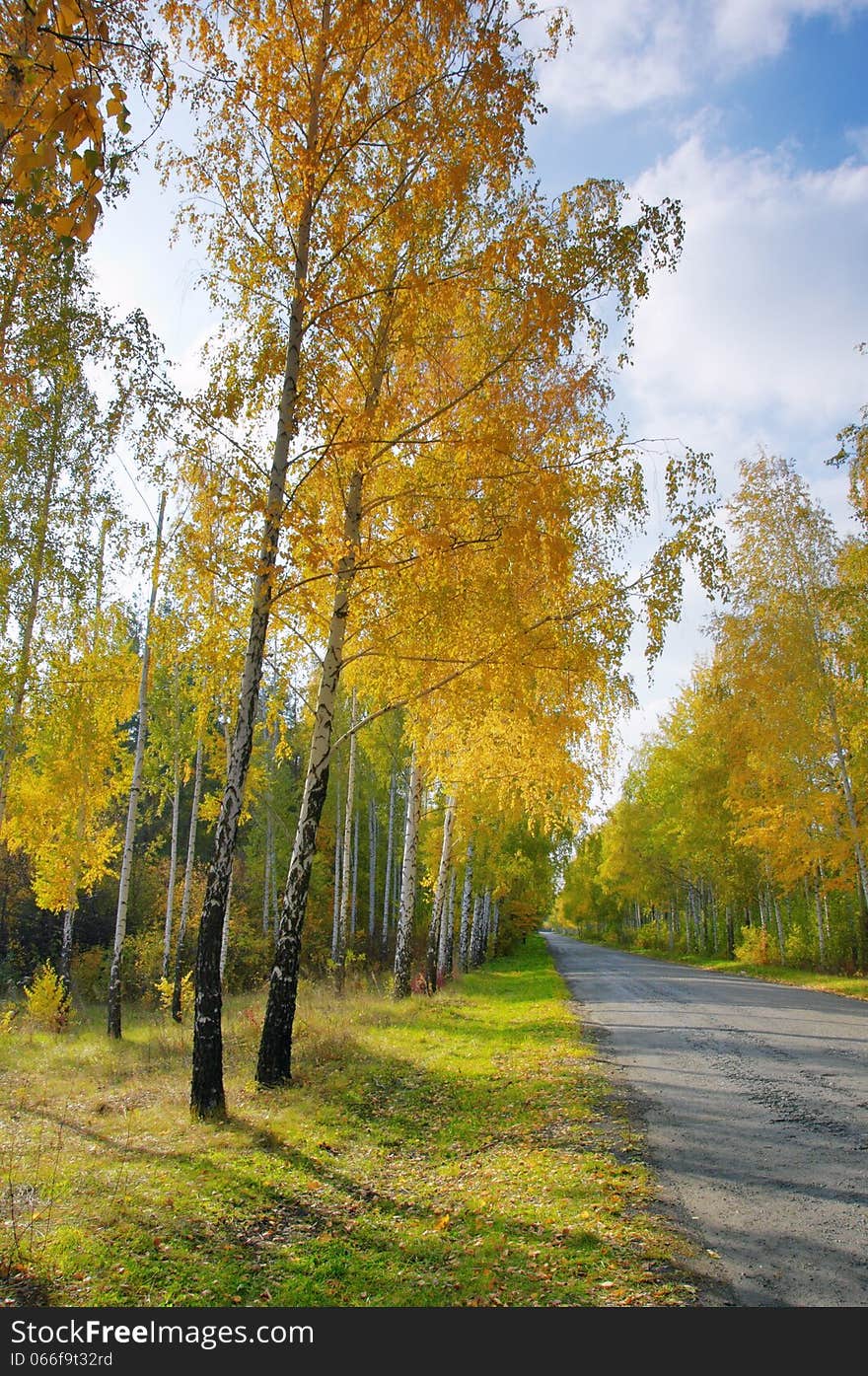 Alley in the forest park area. Osennyayaya weather, yellowed leaves, sunny weather, lonely passers