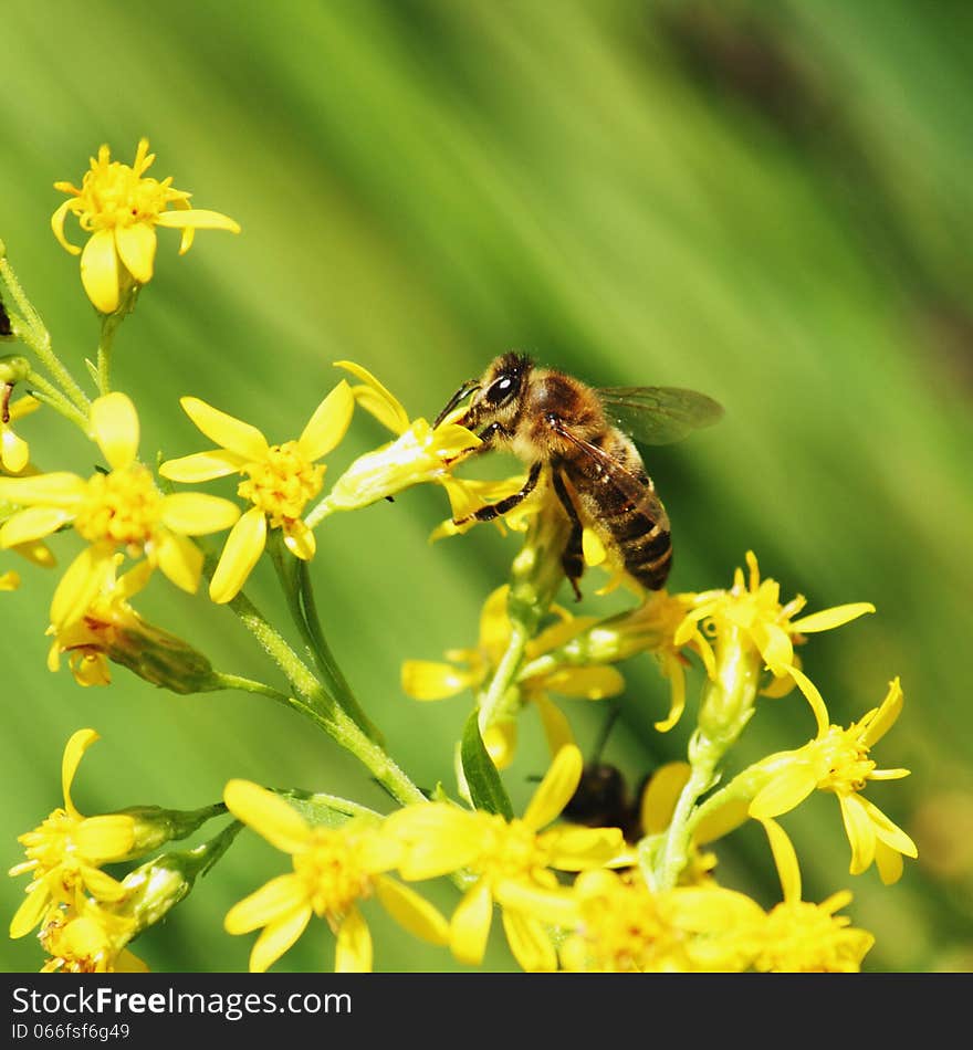 Bee On A Flower