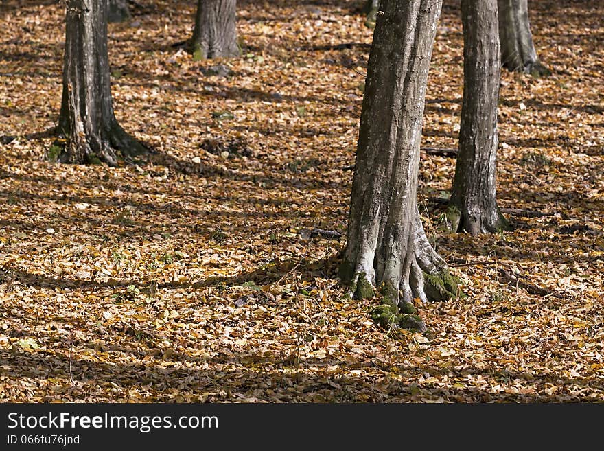 Forest detail in Autumn