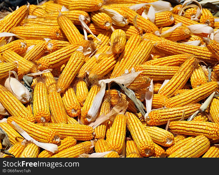 Yellow ripe corn collected in autumn. Yellow ripe corn collected in autumn