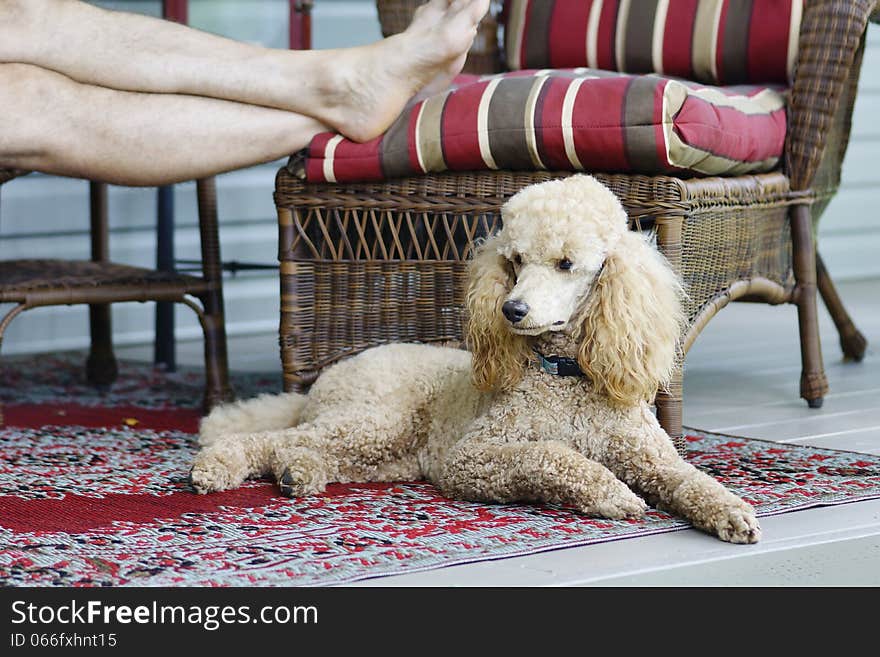 Relaxing on the veranda with the dog at your feet is the only way to go on a hot August afternoon. Relaxing on the veranda with the dog at your feet is the only way to go on a hot August afternoon.