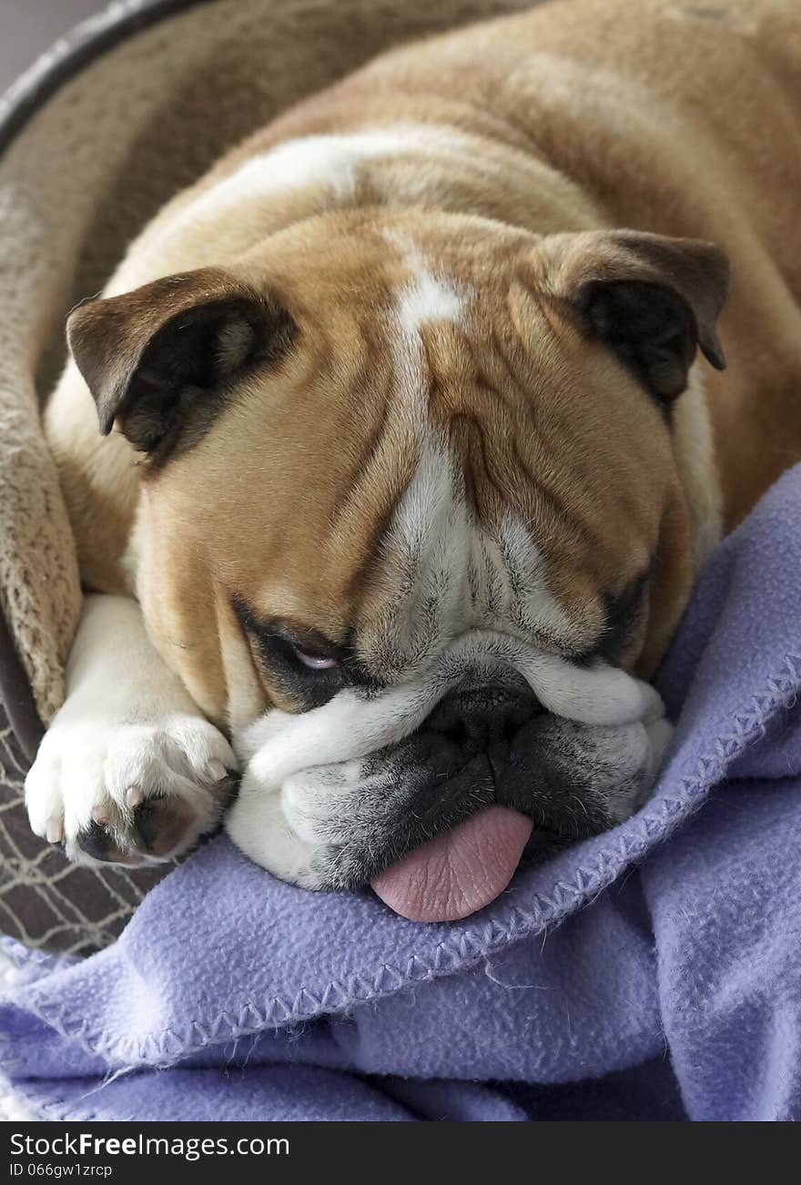 A tired English Bull Dog tries to get some shut eye from the comfort of a plush pet bed. A tired English Bull Dog tries to get some shut eye from the comfort of a plush pet bed.