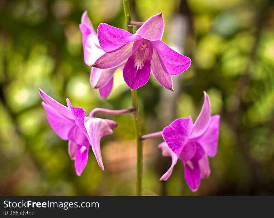 Purple orchid