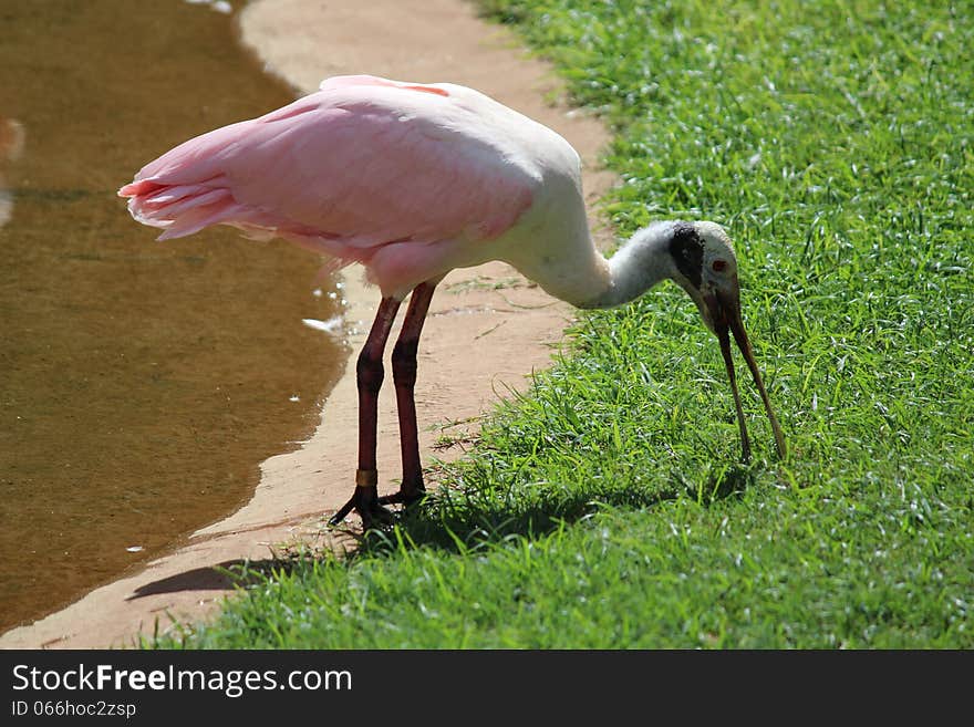 African Spoonbill