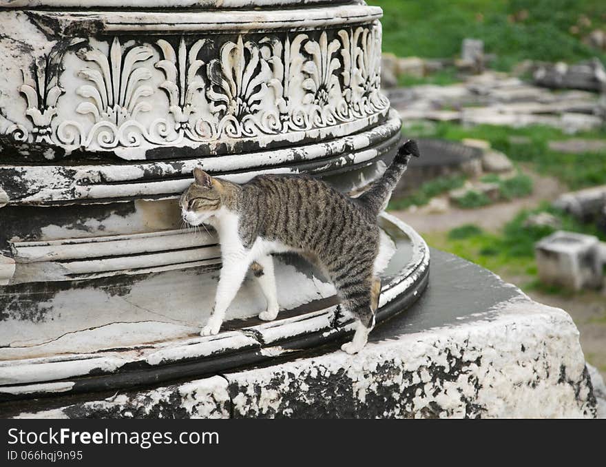 Cat in Ephesus