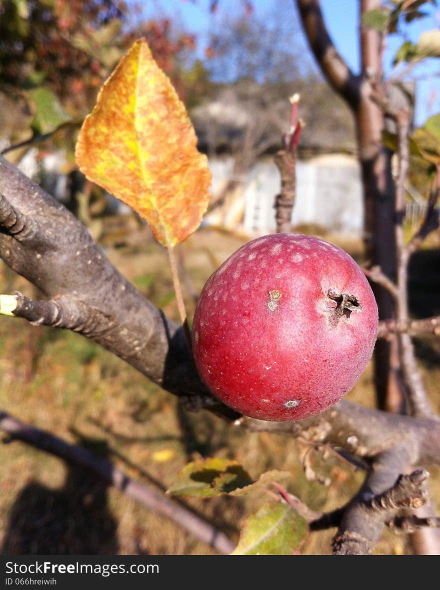 Apple on a branch