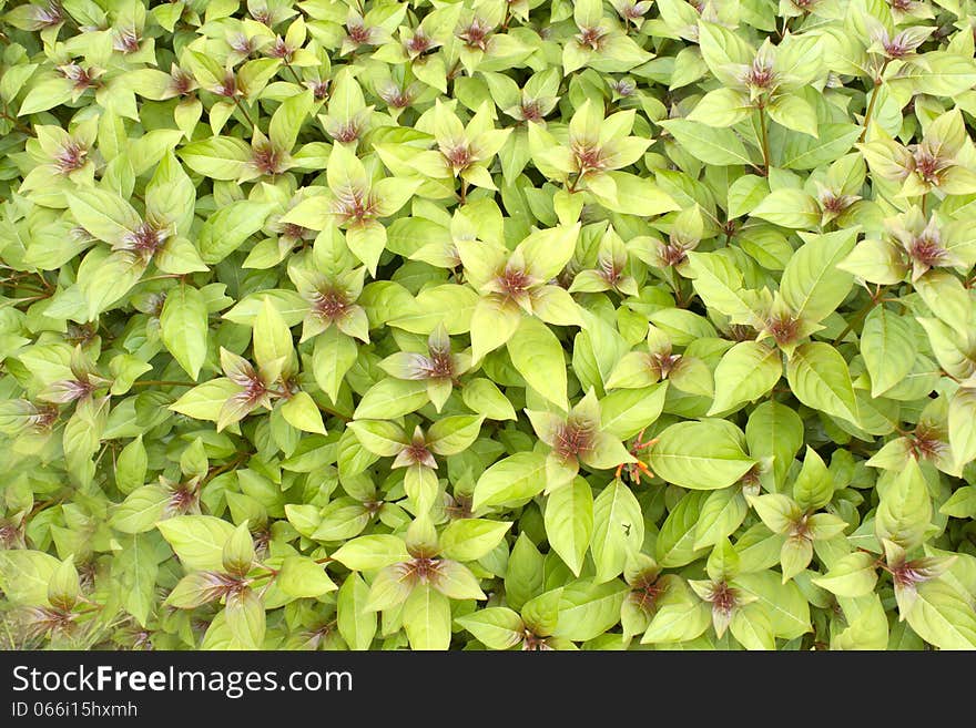 Various types of leaves. A color signal to a beautiful park to relax.