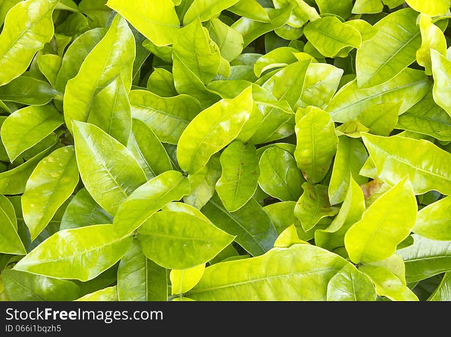 Various types of leaves. A color signal to a beautiful park to relax.