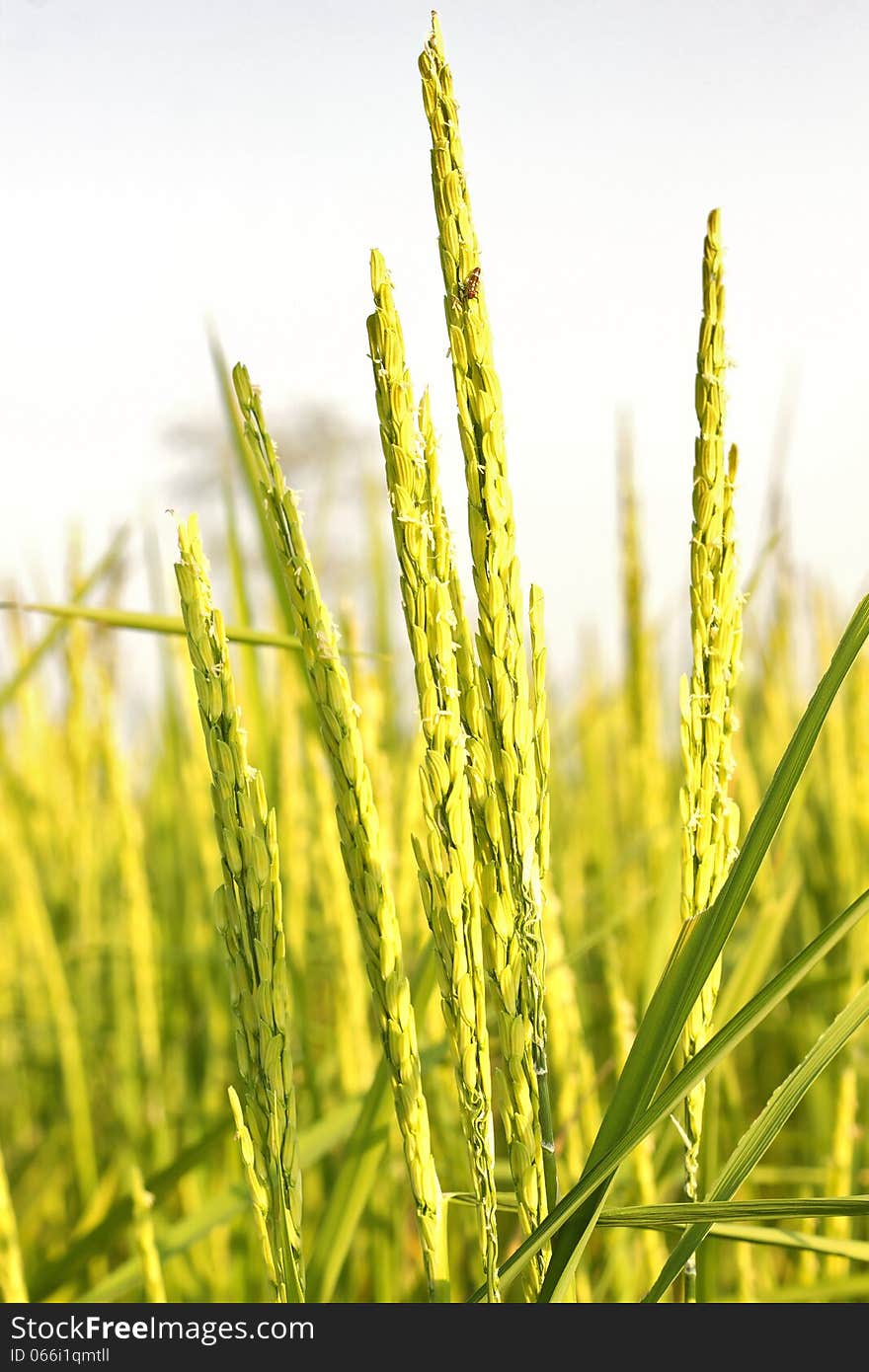 Rice production in Thailand is rice exporter in the world. Thailand's rice is the staple food. Rice production in Thailand is rice exporter in the world. Thailand's rice is the staple food