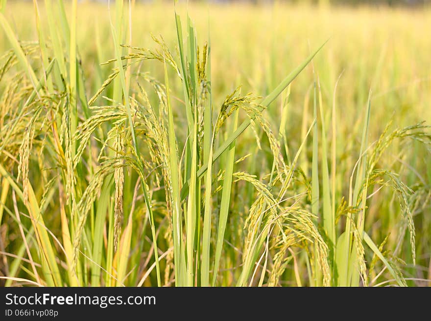 Rice grain