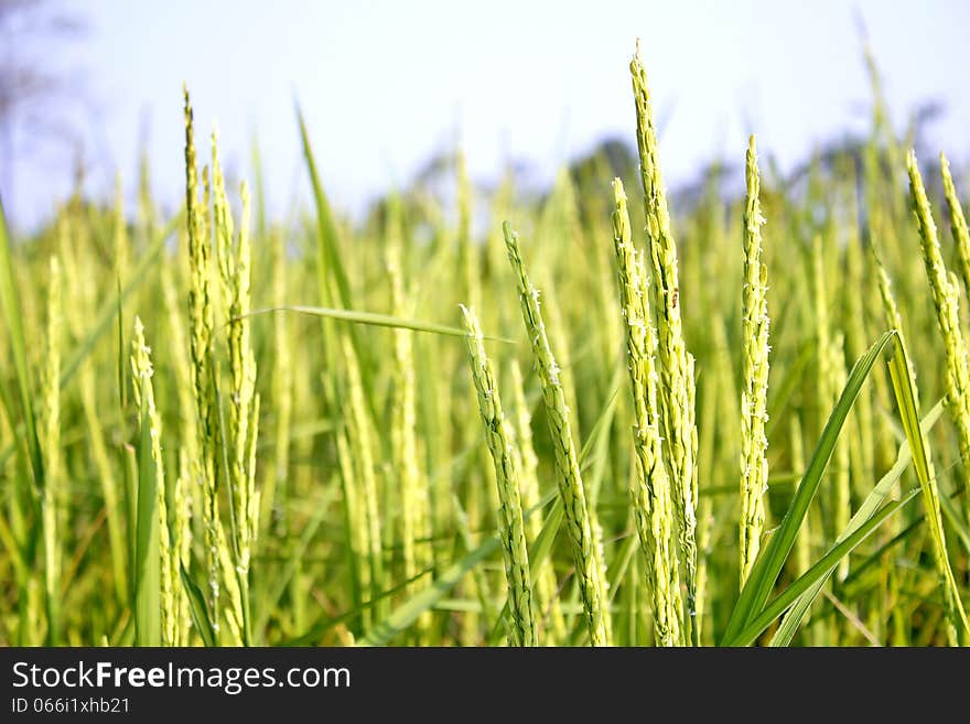 Rice grain