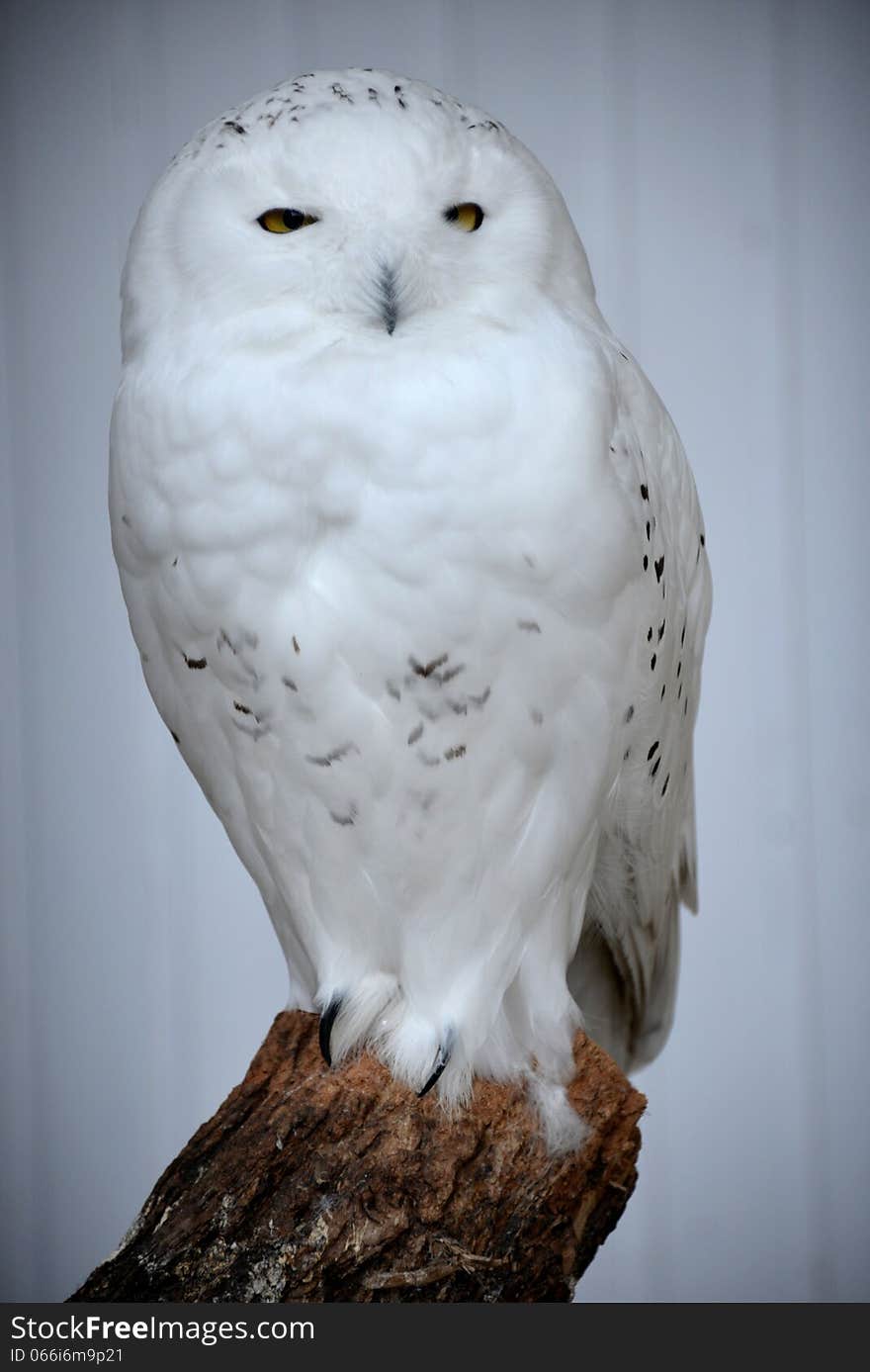 Snow Owl